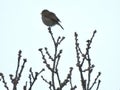 Robin perched on top of a tree