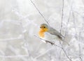 Robin perched on a tree branch in the falling snow in winter Royalty Free Stock Photo