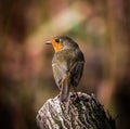 Robin perched on a tree stump Royalty Free Stock Photo