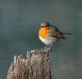 Robin perched on a tree stump. Royalty Free Stock Photo