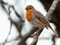 Robin perched on a twig Royalty Free Stock Photo