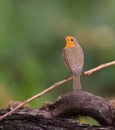 Robin perched on a twig. Royalty Free Stock Photo