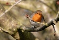 Robin perching on a branch with a budding twig in frame, looking towards the camera Royalty Free Stock Photo