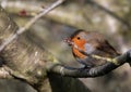 Robin perching on a branch and hiding behind a twig Royalty Free Stock Photo