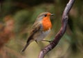 Robin perching on branch with nature blur background Royalty Free Stock Photo