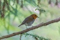 Robin perching on a branch of tree in springtime forest