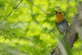 Robin perching on a branch of tree in springtime forest