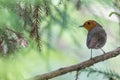 Robin perching on a branch of tree in springtime forest