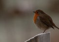 Robin perching on a frosty fence post, looking slightly away