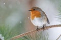 Robin in pine tree during snowfall Royalty Free Stock Photo