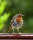 Robin portrait, Scotland, UK