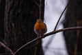 Robin portrait sitting on a twig on a cloudy day. Erithacus rubecula facing the camera in a cold morning