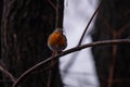 Robin portrait sitting on a twig on a cloudy day. Erithacus rubecula facing the camera in a cold morning