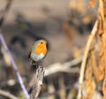 Robin posed on branch Royalty Free Stock Photo