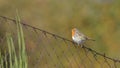 Robin posed on the edge of a fence Royalty Free Stock Photo
