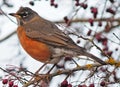 Robin Posing Royalty Free Stock Photo