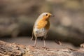 Robin posing on a tree branch in the sun Royalty Free Stock Photo