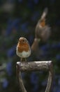 Robin on a post Royalty Free Stock Photo