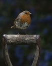 Robin on a post Royalty Free Stock Photo