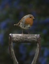 Robin on a post