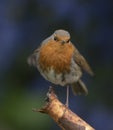 Robin on a post Royalty Free Stock Photo