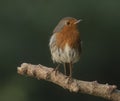 Robin on a post Royalty Free Stock Photo