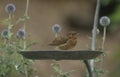 Robin on a post