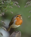 Robin on a post Royalty Free Stock Photo