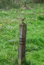 Robin on Post in Norfolk Wildlife Trust Reserve