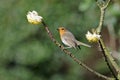 The robin is a pretty sing bird