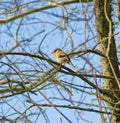 Spring robin in tree