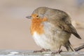A robin puffed up against cold weather on Southampton Common