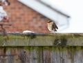 Robin with puffed up plumage in cold winter weather