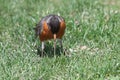 Robin pulls earthworm from ground Royalty Free Stock Photo