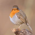 Robin readbreast