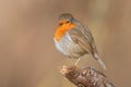 Robin readbreast Royalty Free Stock Photo