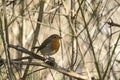Robin readbreast sitting on a twig Royalty Free Stock Photo