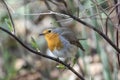 Robin readbreast Royalty Free Stock Photo