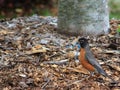 Robin Recycles Royalty Free Stock Photo