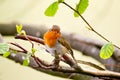 Robin red breast Royalty Free Stock Photo