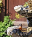 Robin Red Breast Royalty Free Stock Photo