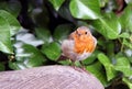 Robin Red Breast bird