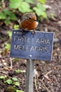 Robin Red Breast bird