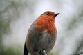 Robin red-breast bird close up Royalty Free Stock Photo