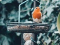 Robin red breast on bird feeder Royalty Free Stock Photo