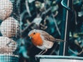 Robin red breast on bird feeder Royalty Free Stock Photo