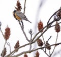 Robin red breast bird perched in red branches eating a winter se Royalty Free Stock Photo
