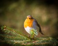 Robin red breast Royalty Free Stock Photo