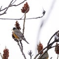 Robin red breast bird with seed in beak perched on a winter bran Royalty Free Stock Photo