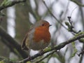 Robin Red Breast Bird - UK Royalty Free Stock Photo